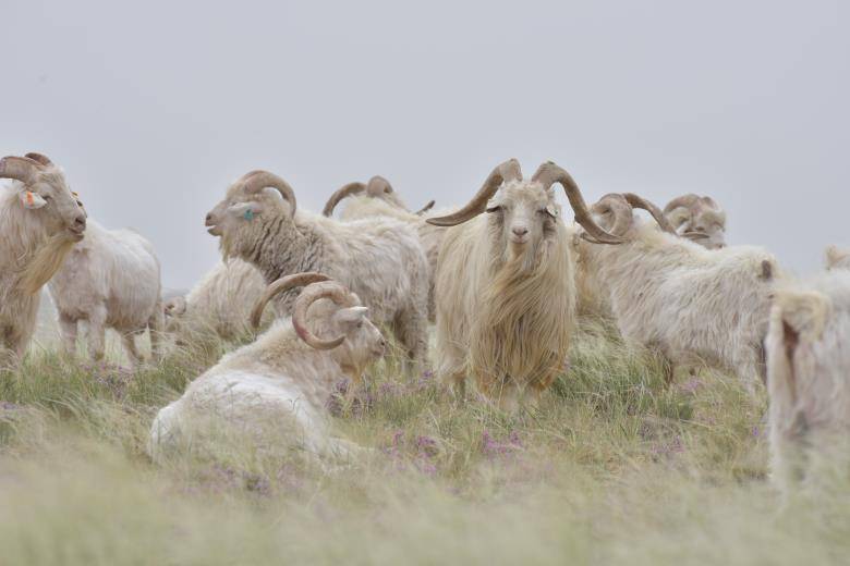 座谈会上,嘉宾们对鄂托克旗就阿尔巴斯山羊采取的"公司 合作社 农牧户