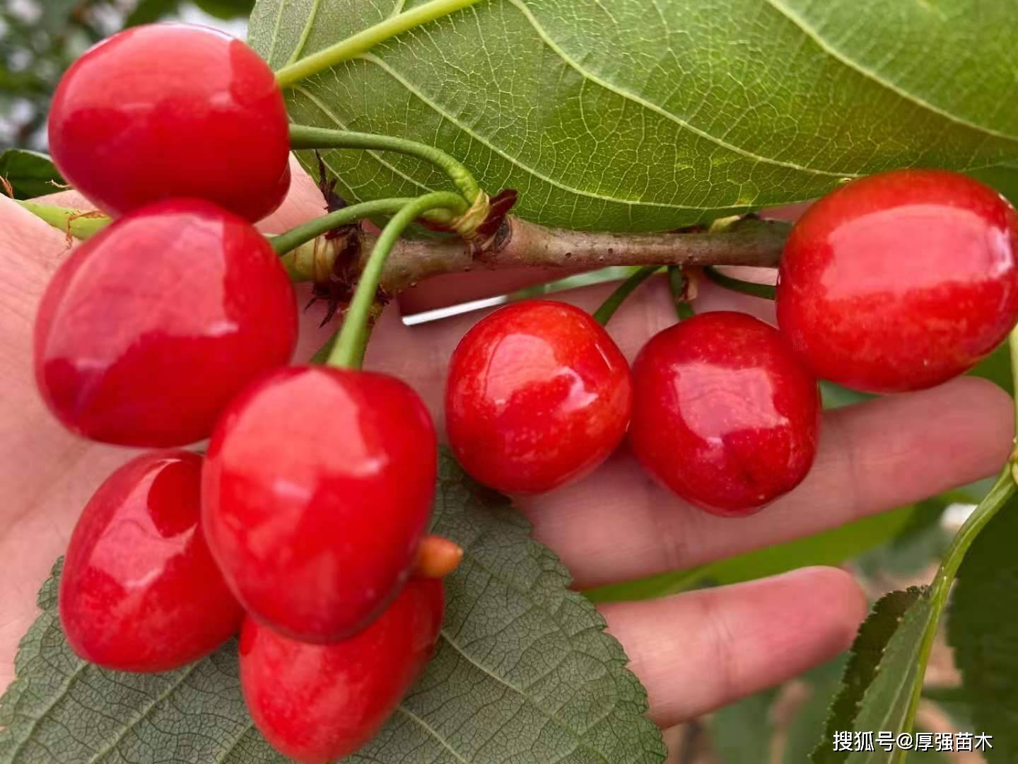 櫻桃樹苗批發,四川大櫻桃苗基地,棚栽大櫻桃注意的幾個事項.