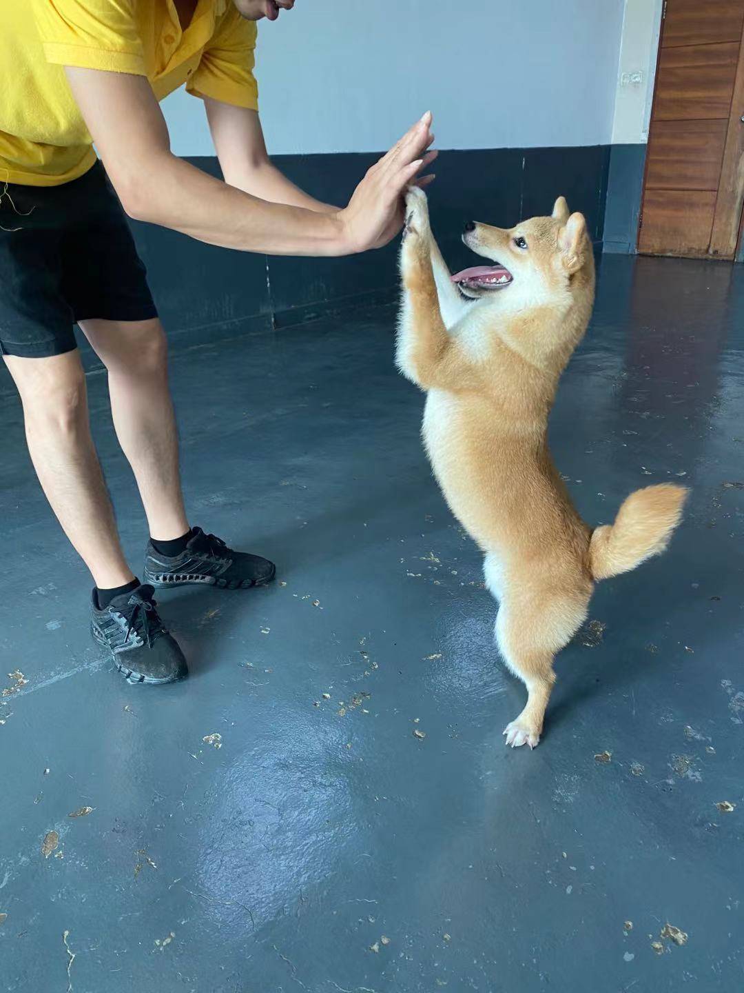 朋友家人都赞叹我的柴犬4个月就会定点大小便其实是训犬师训练得好