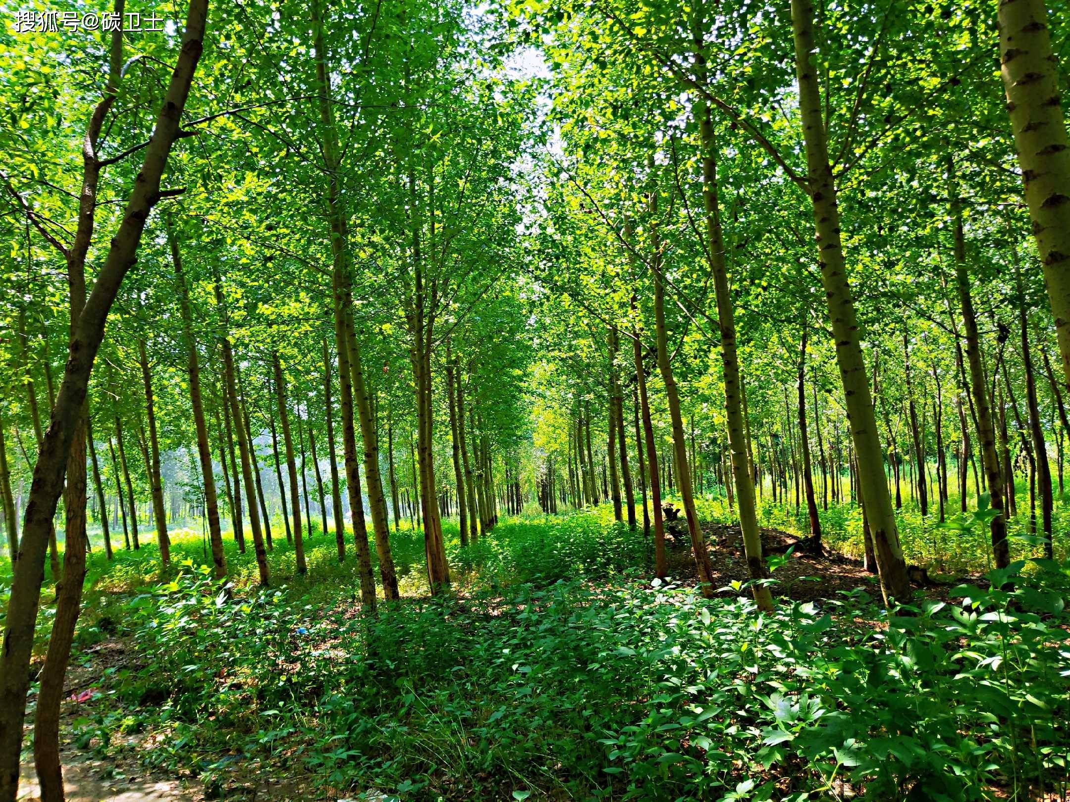 家里有一片树林可以作为林业碳汇交易吗