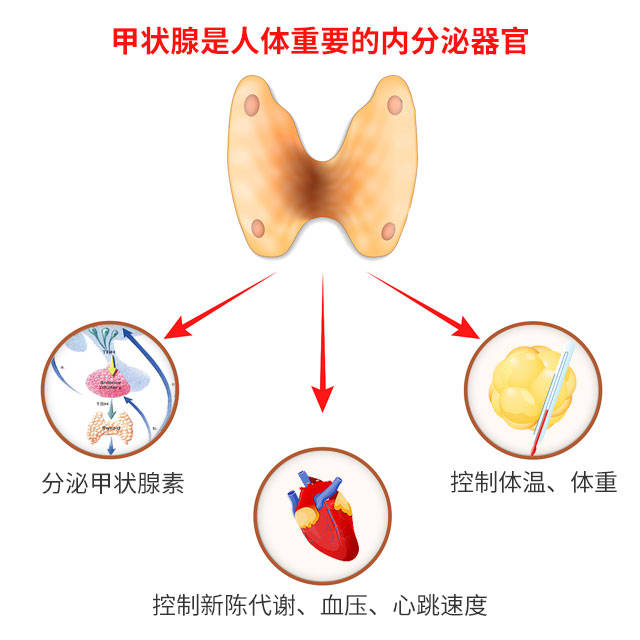 其分泌的甲状腺激素,不仅能调节机体代谢,促进生长发育,还会影响心脏
