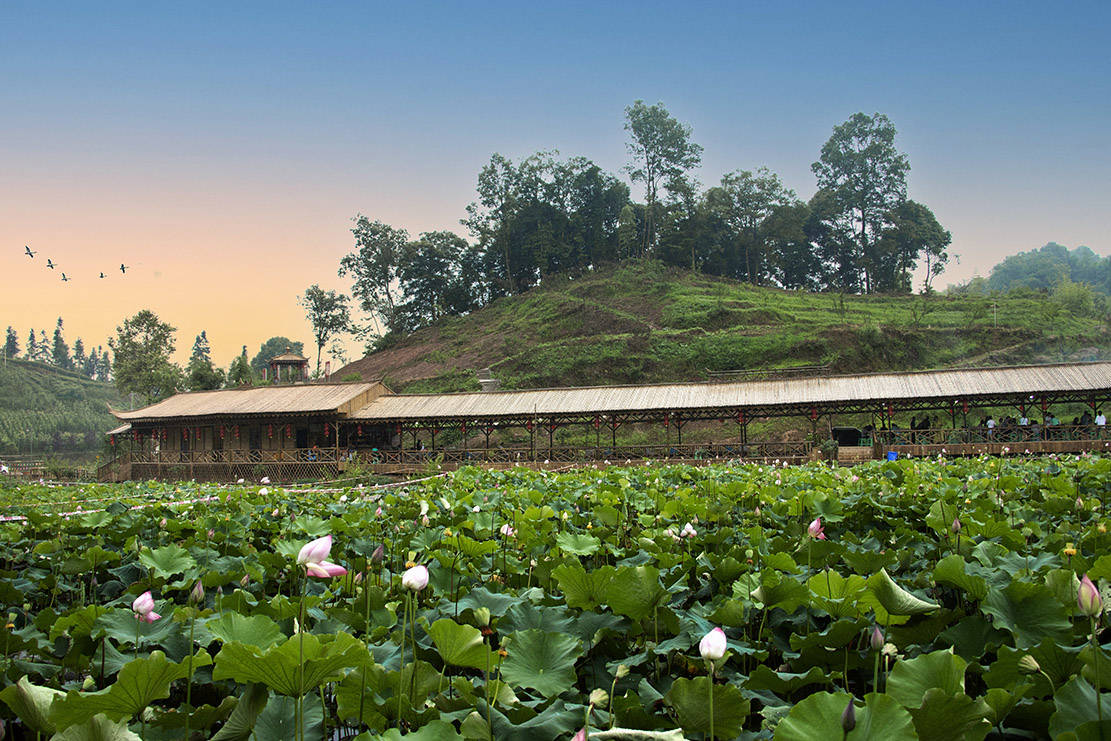 雅安天全:"龙尾"荷花引客来_天全县