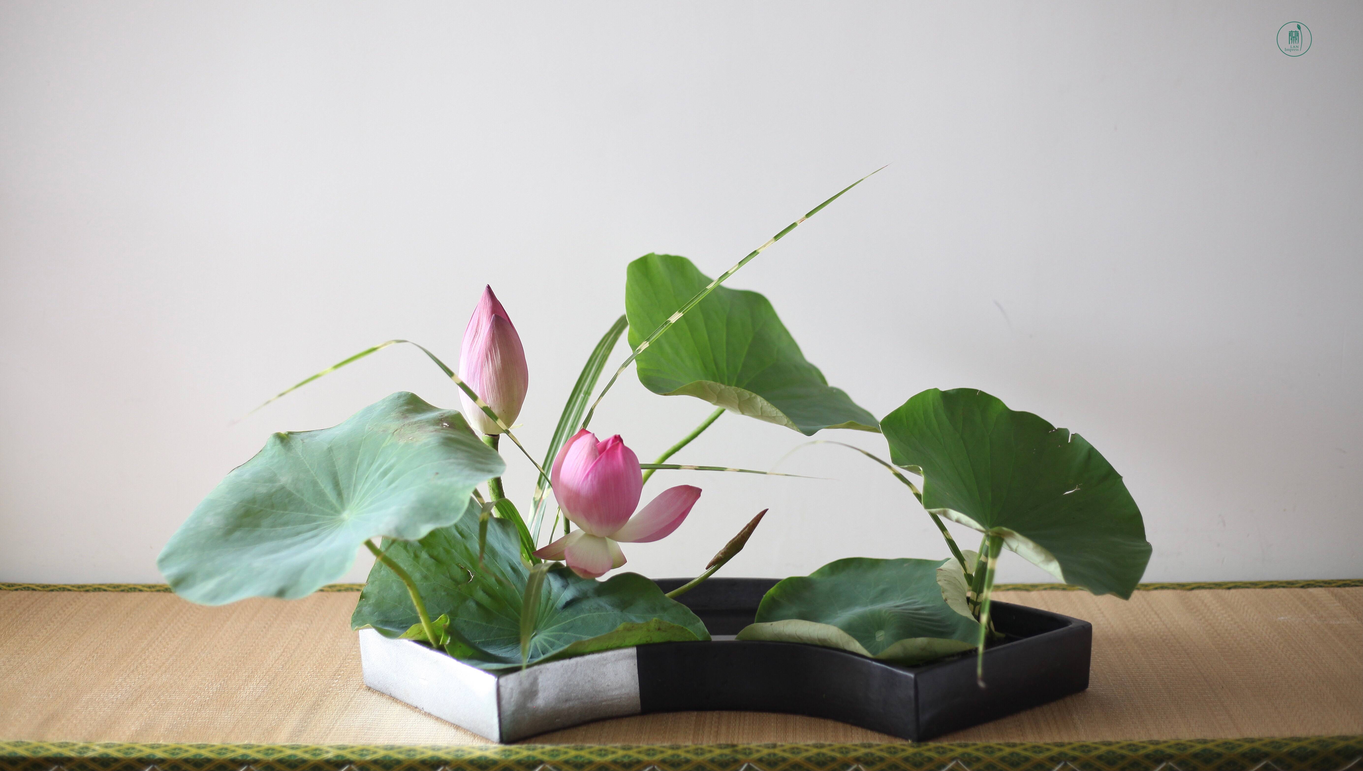 小原流花道兰印象教室|夏日之美_荷花