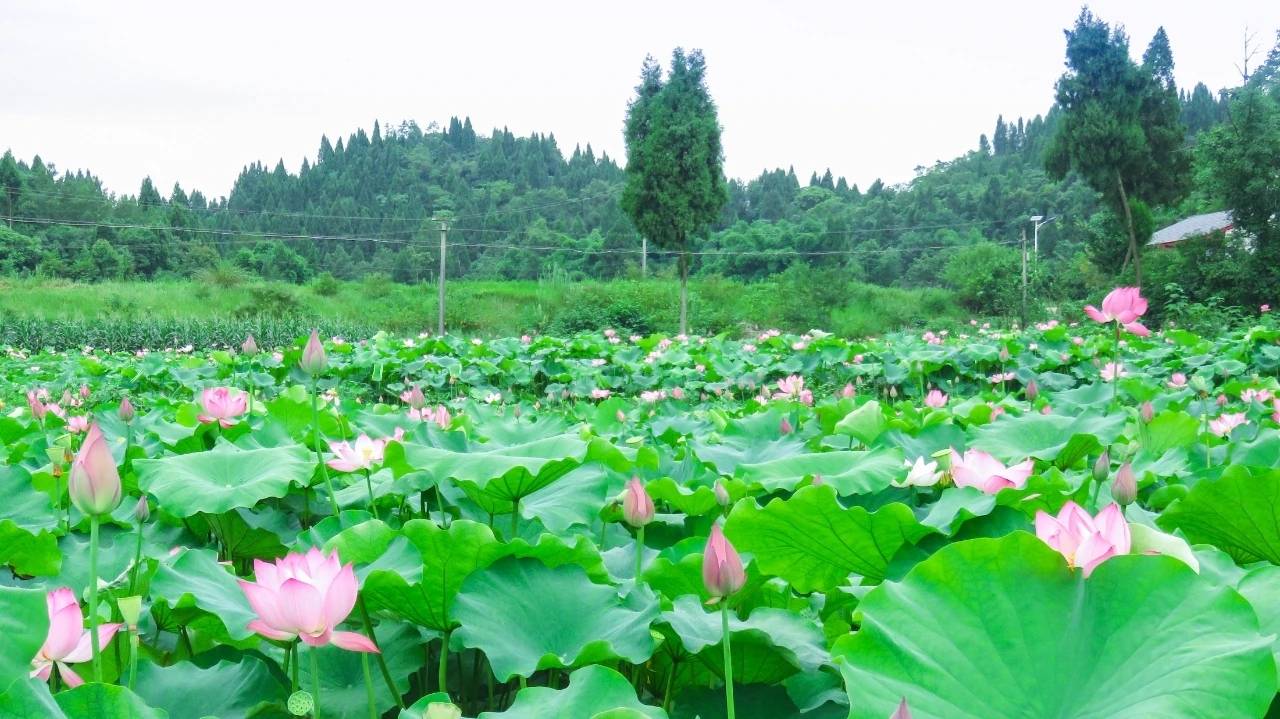 新时代乡村杨岭村的荷花产业振兴之路