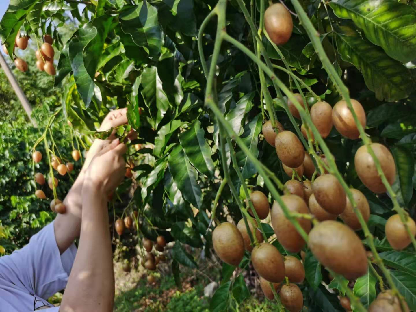 黄皮图片(山黄皮图片)