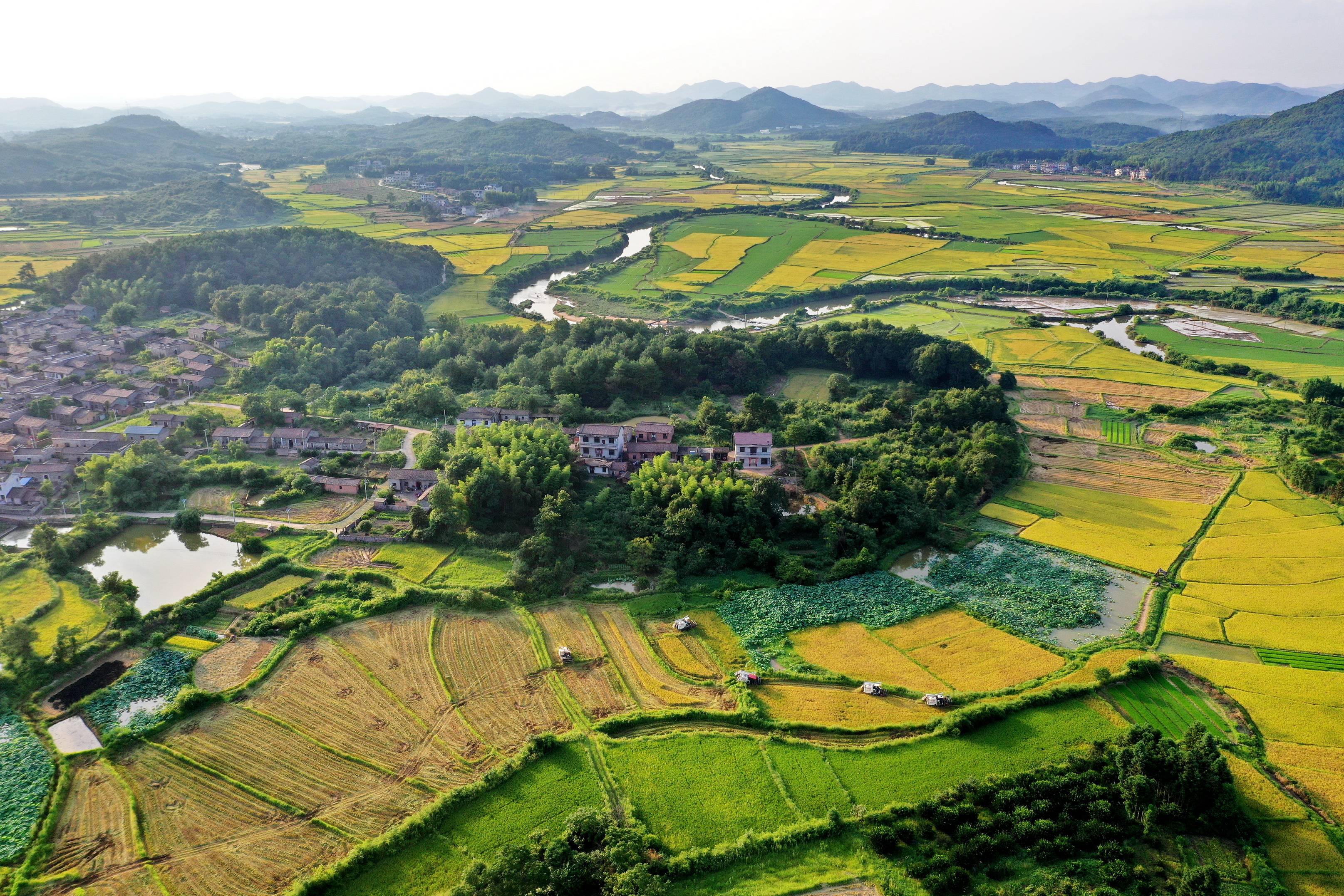 2021年7月10日,江西省抚州市金溪县合市镇大耿村优质早稻基地,数台