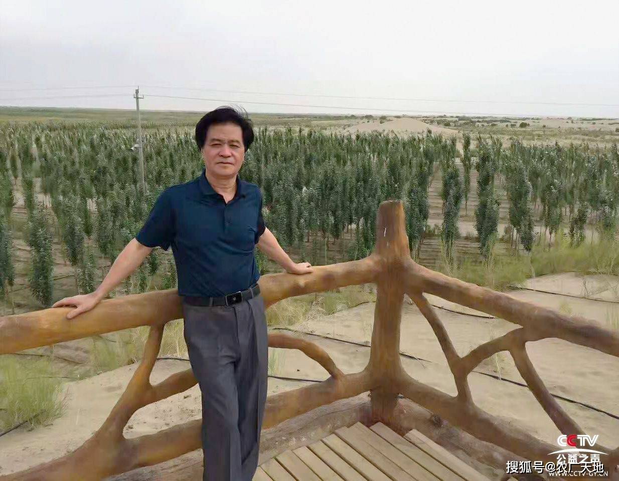 盐碱地种树一死一大片怎么办