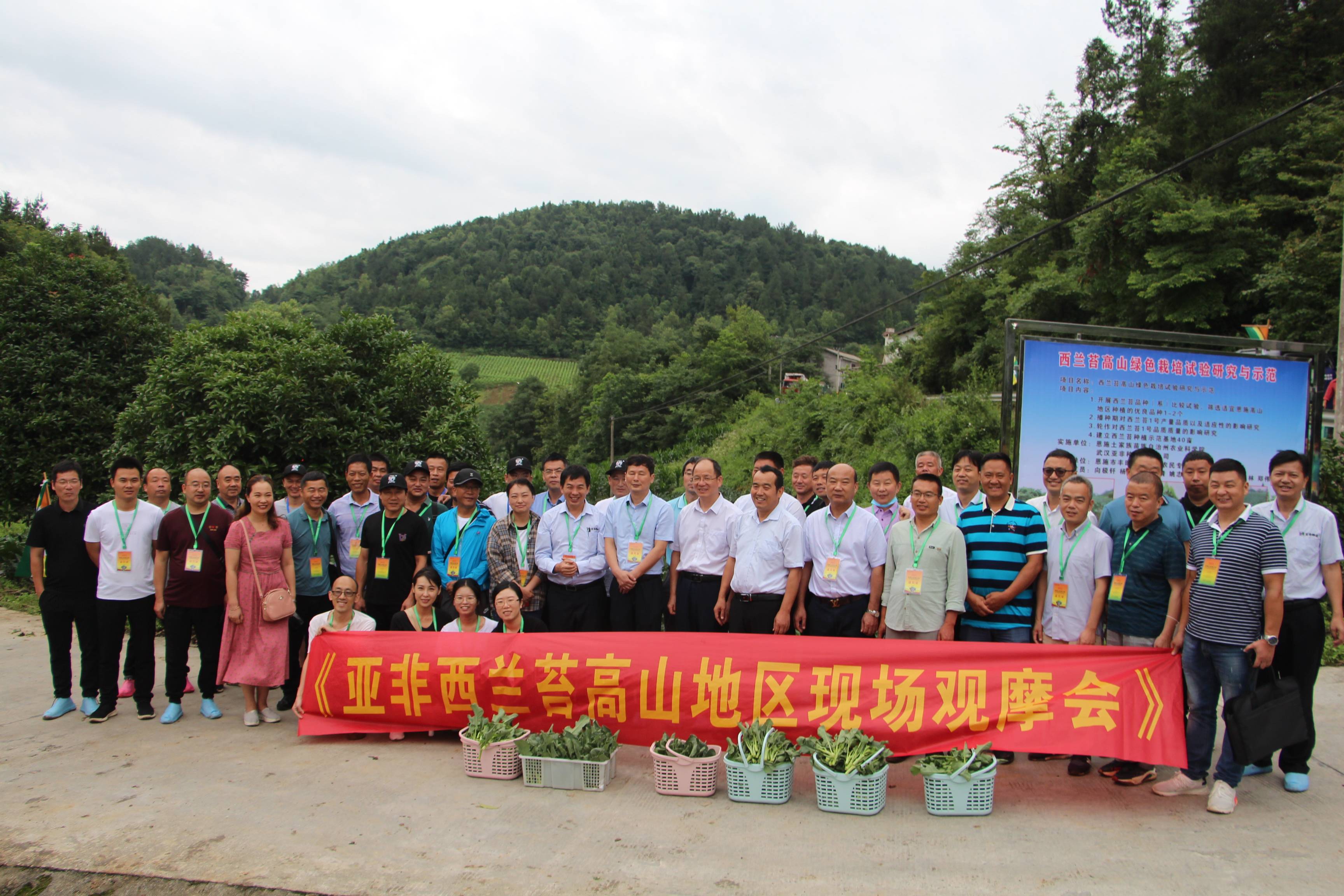 联手打造高山蔬菜新 硒 望 武陵山区亚非西兰苔栽培示范现场会在恩施召开 种植