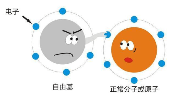 自由基氧化的危害 aa9eeea3d5c447c3aaa6dbc8963e9d9d.png