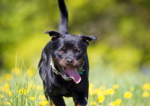 因为|饲养罗威纳犬的人极少，原来是这五个原因！