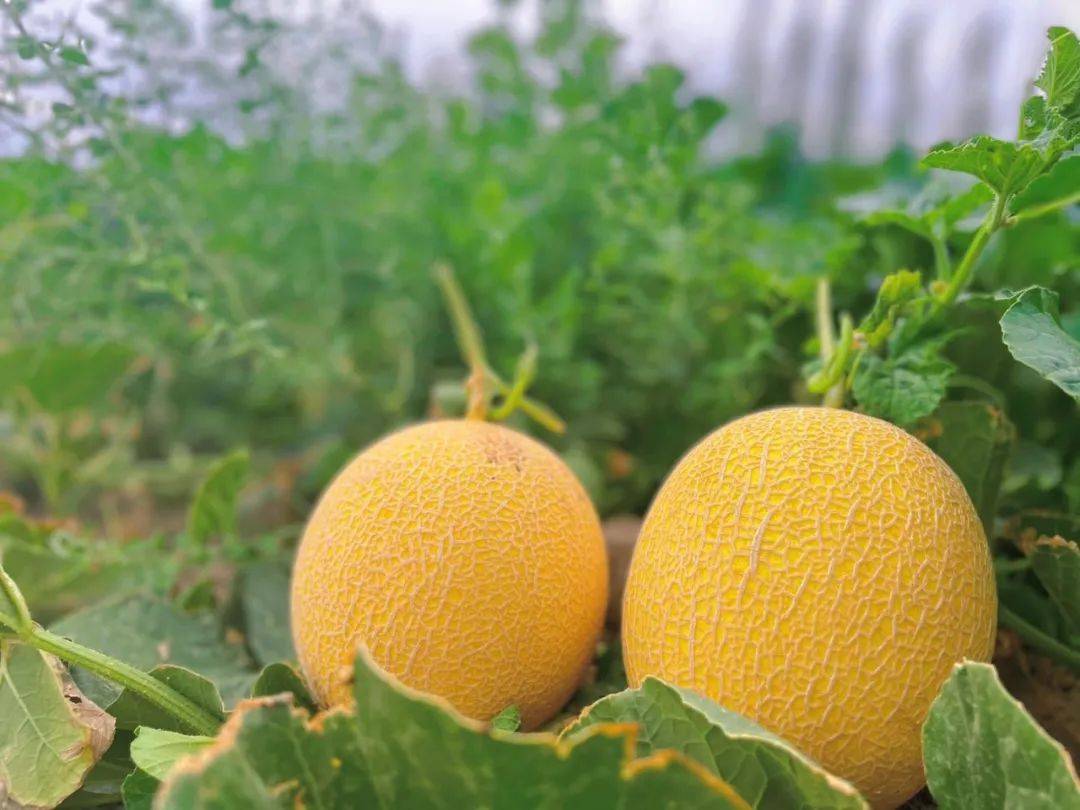 好吃的至爱蜜瓜上市啦1200小时冰火两重天才换来如今的甜蜜