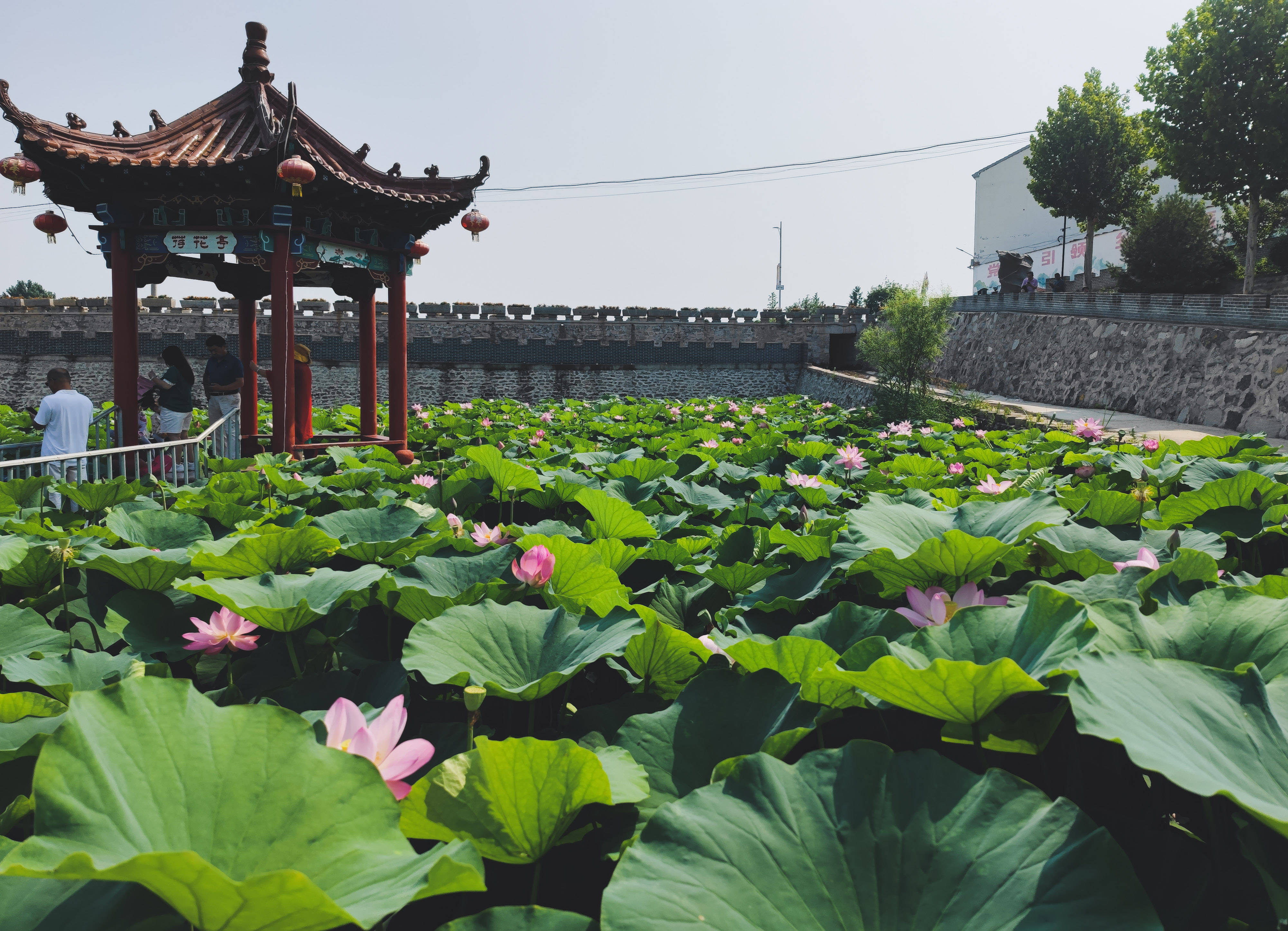 单县朱集张寨旅游区图片