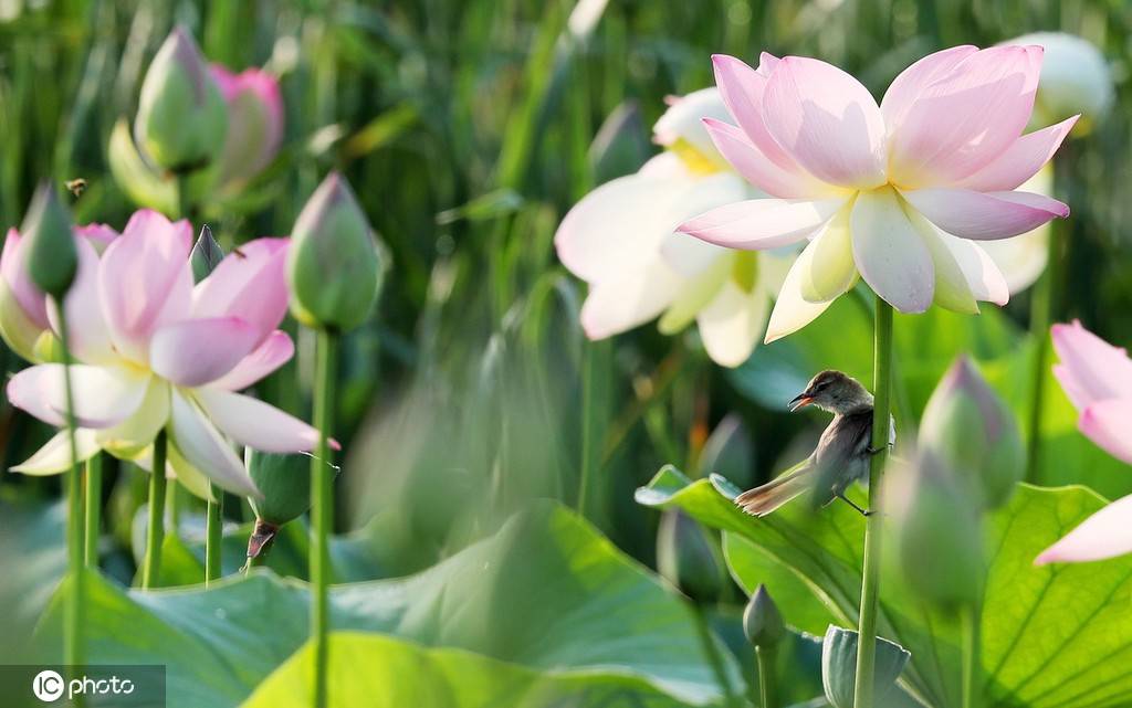 接天莲叶无穷碧 韩国江陵莲花盛开景色旖旎 搜狐大视野 搜狐新闻