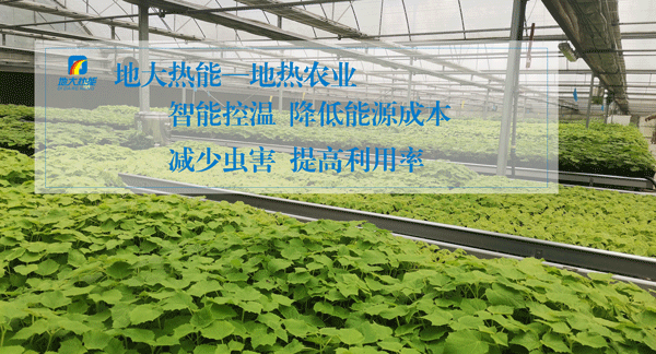 1/ 12 地热农业,农业供暖,地热供暖 地大热能,地热服务全球 地大热能
