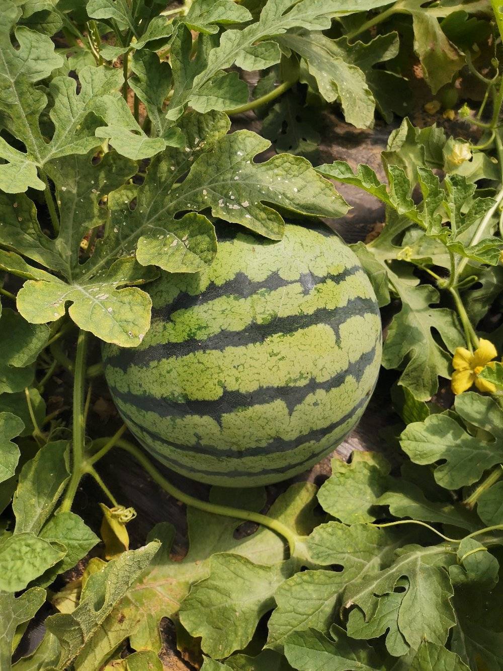 甜王西瓜和8424西瓜哪个好吃