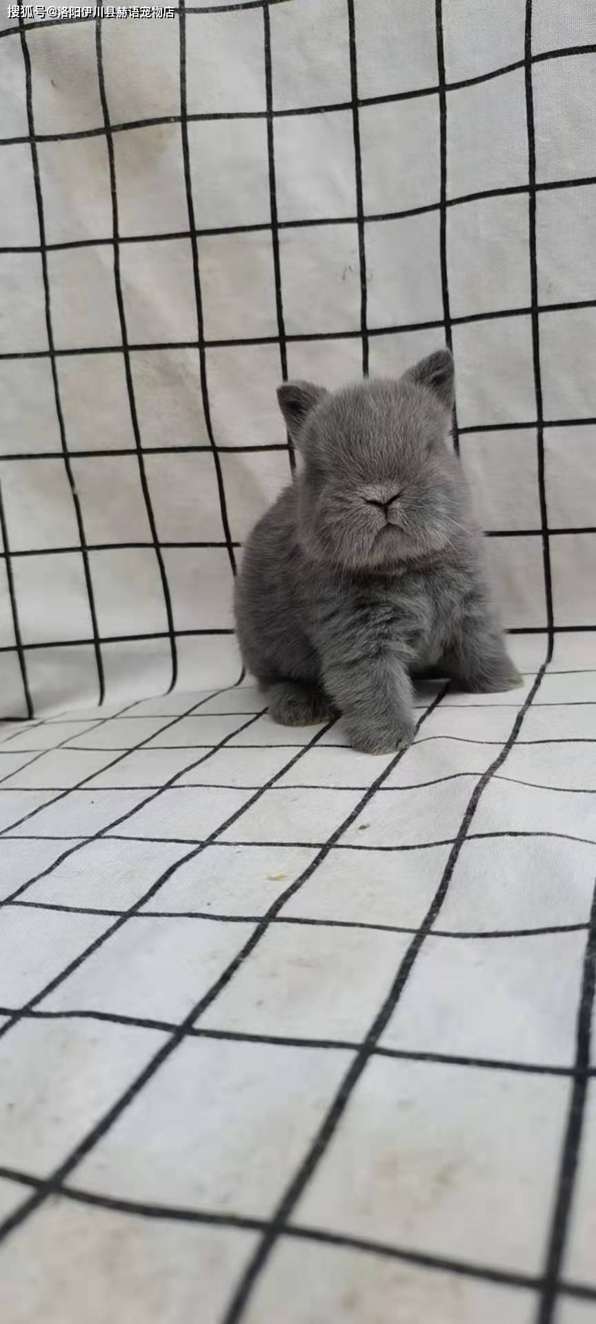 国产垂耳进口双血国产侏儒进口双血进口双血进口双血