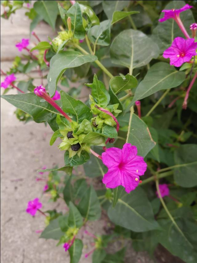 农村常见到一种植物紫色小花很像喇叭简直就是天然的蚊香