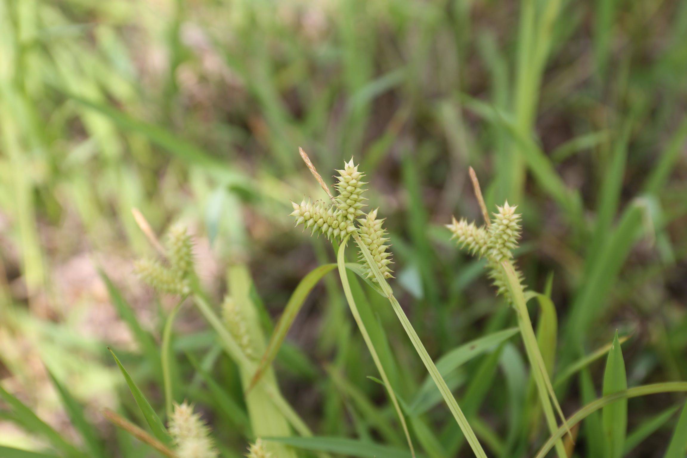 庆元植物1417莎草科薹草属似柔果薹草