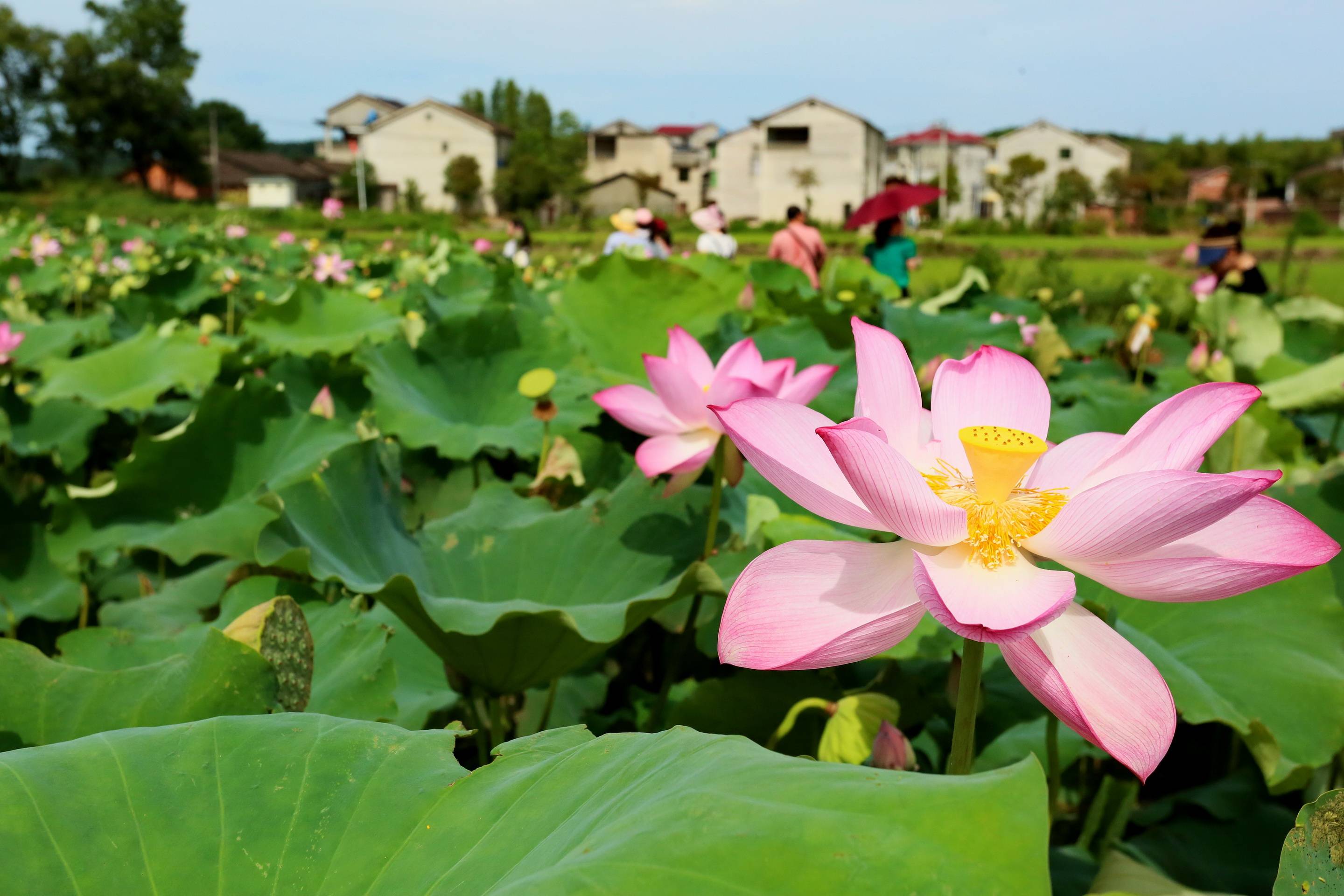 江西金溪:映日荷花别样红 农旅融合引客来(组图)