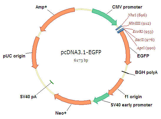 质粒图片 ae414db82f1849ff86657cd0b10c773c.jpeg