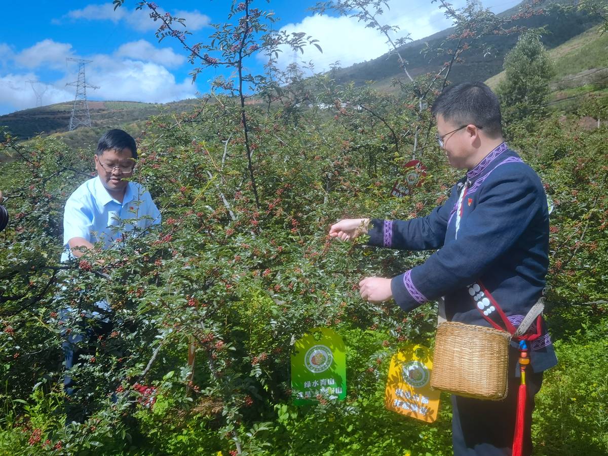 麻阳县委书记江涛简历图片