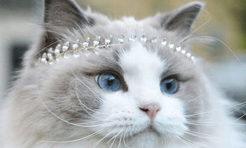 猫咪怎么养发腮 3cc4022404104bb78ac002d0ca15dd36.png