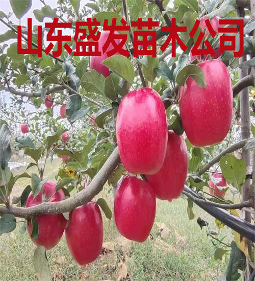 早熟苹果新品种-鲁丽苹果苗介绍与优点.