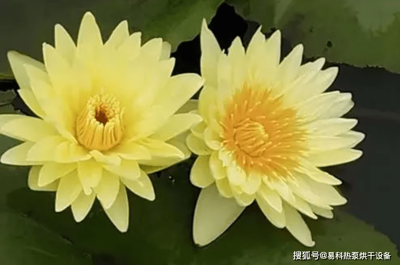 荷花烘干机九品香水莲烘干工艺 莲花 荷花烘干机九品香水莲烘干工艺 莲花