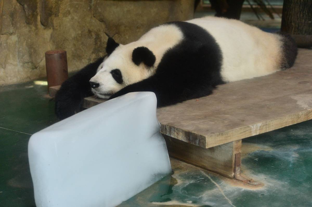 大熊猫趴在冰块边上吹凉气“谁也别想让我动一下”-搜狐大视野-搜狐新闻