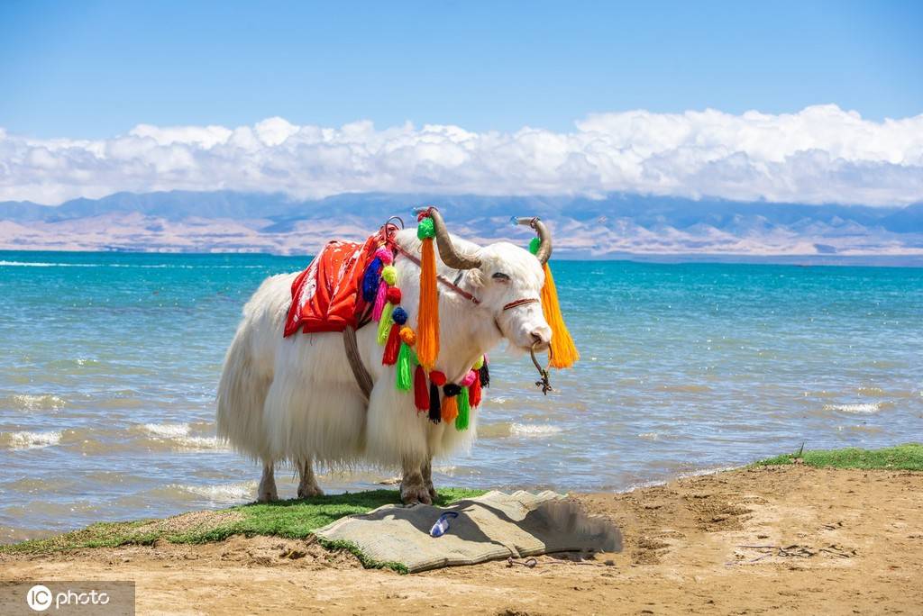 1/ 12 青海湖风光大美又很清澈,牦牛山川湖面油菜花开,让人心旷神怡.