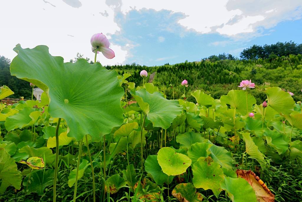 竹溪|来一场说走就走的旅行 夏日宝藏旅行地湖北竹溪