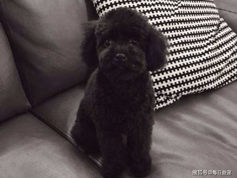 一只健康的泰迪它的便便情况应该是这样的铲屎官你知道吗