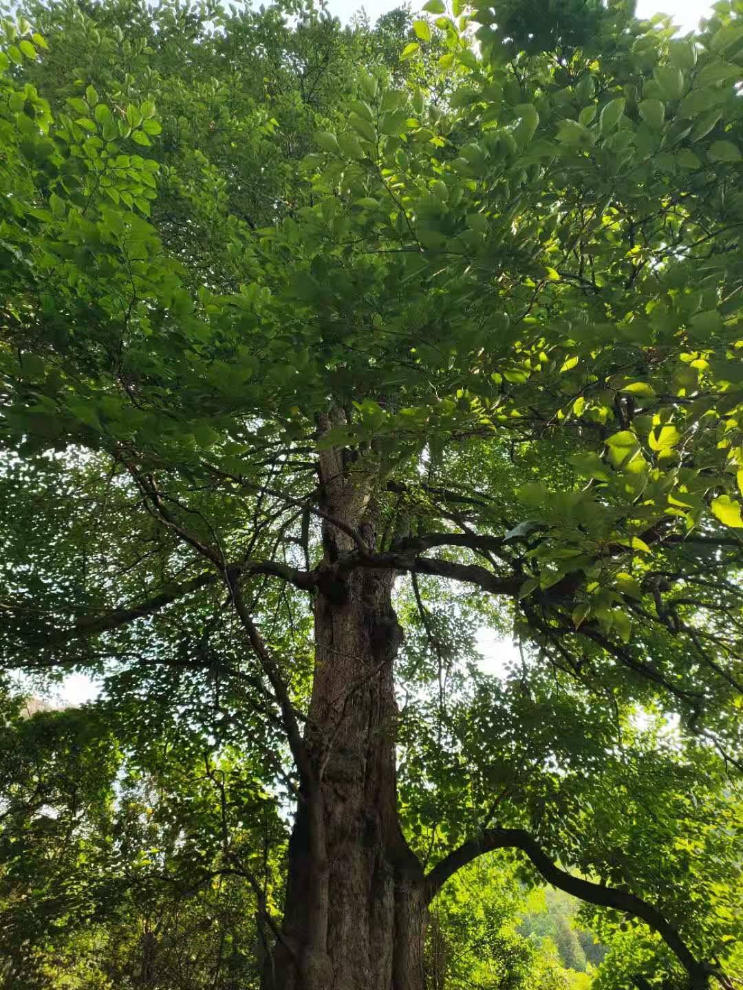 云南保山这棵千年野生桑树被专家评为世界桑树王树高498米树冠直径30