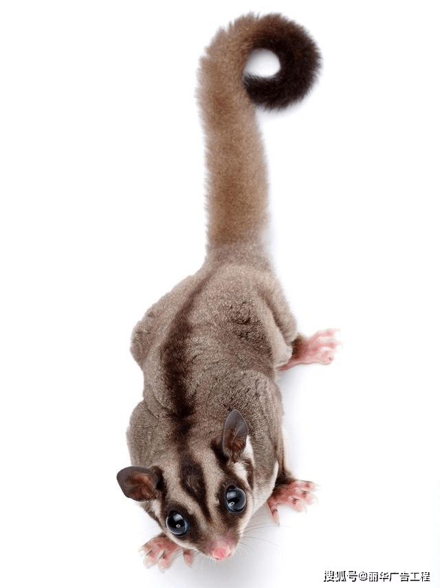 原创养宠日记蜜袋鼯介绍
