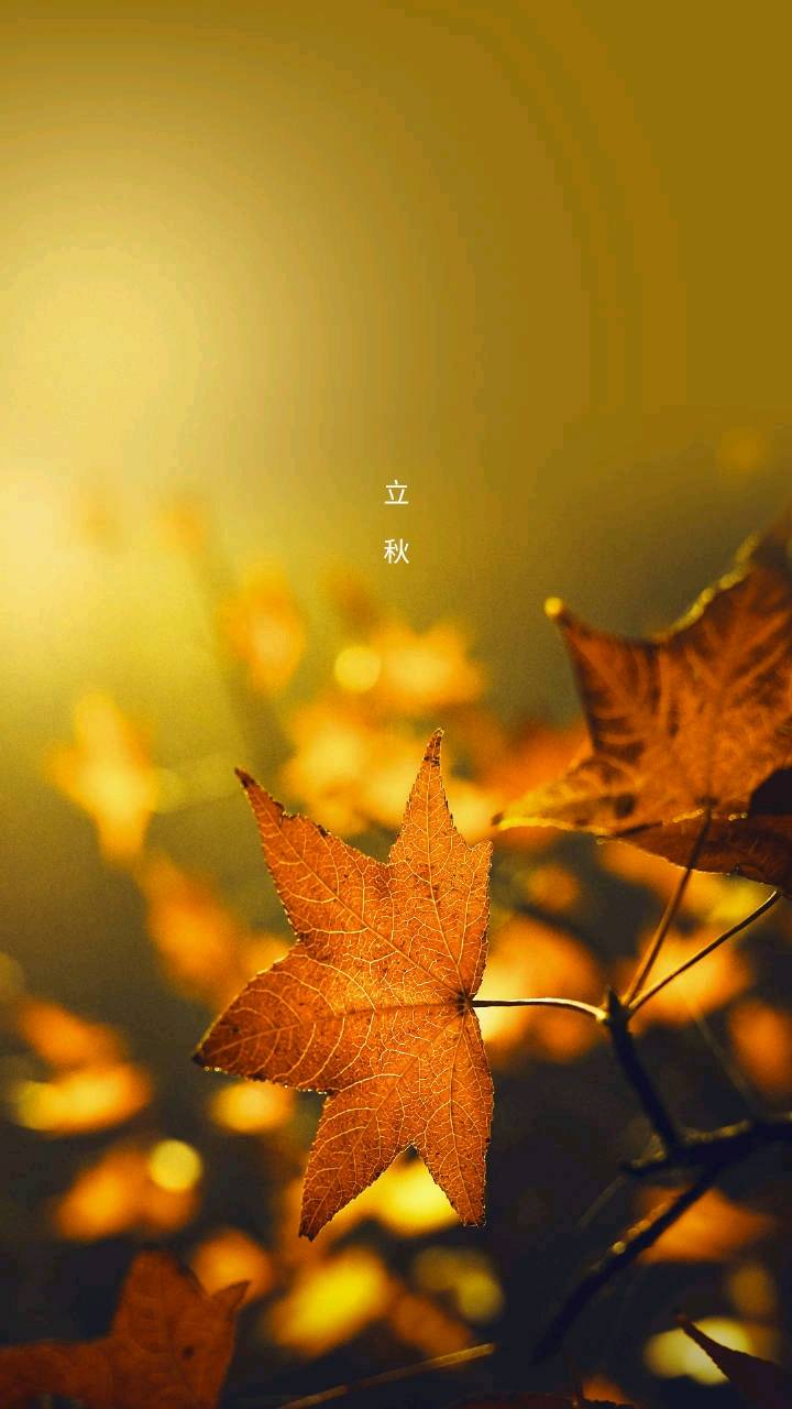 我们的夏日轻逸地逃去,秋色平分,今日立秋.