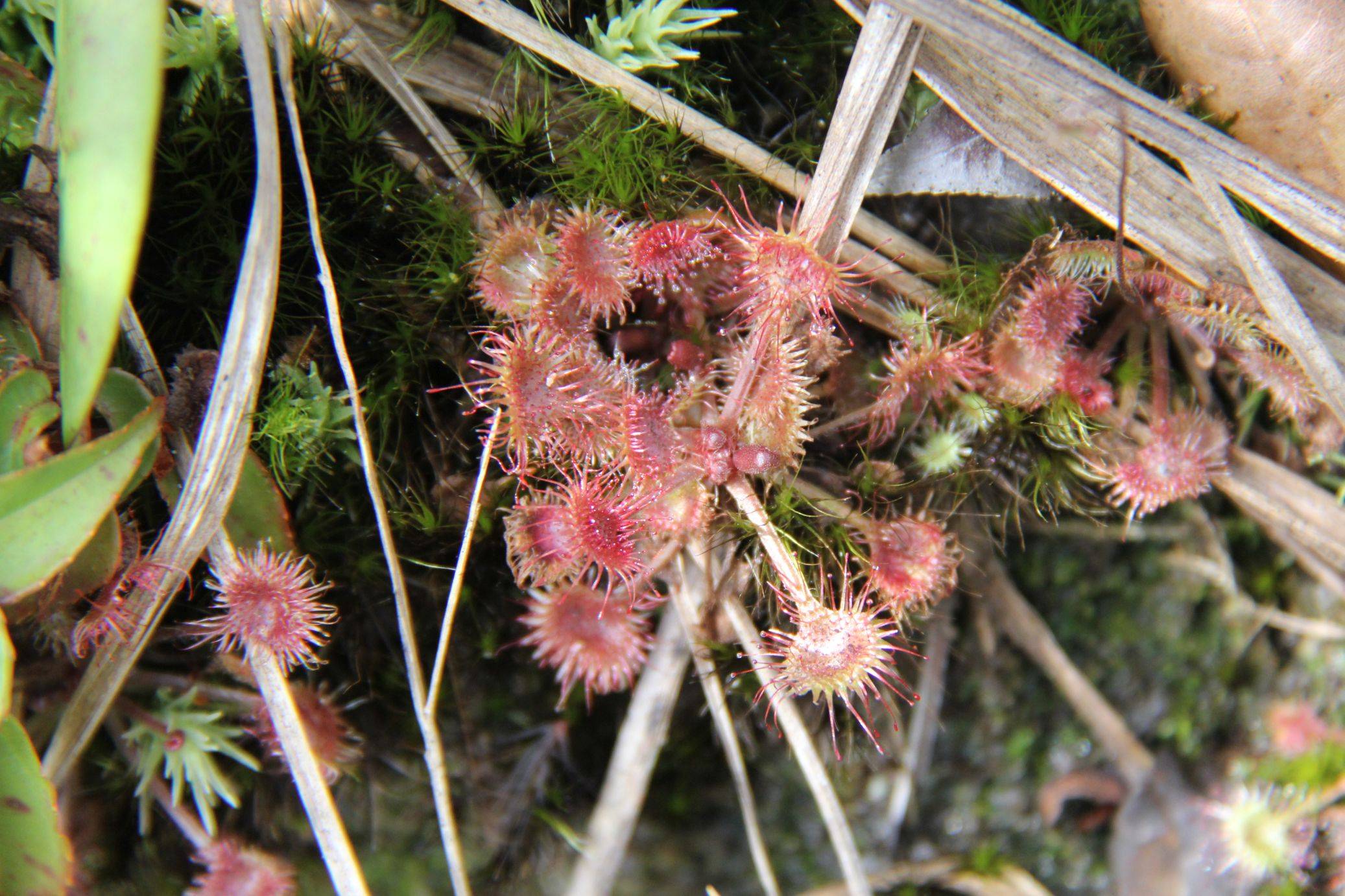 庆元植物1427-茅膏菜科-茅膏菜属-叉梗茅膏菜(圆叶茅膏菜之变种)