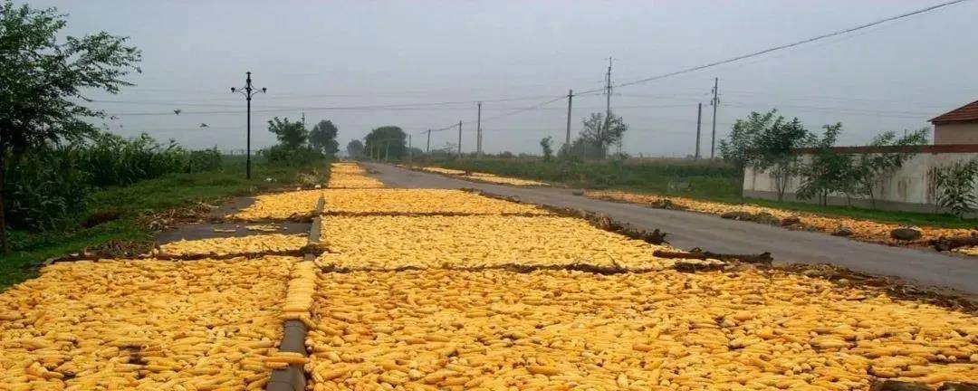 养殖业|霉菌毒素为什么是隐性杀手？看看它的这五大特点就知道