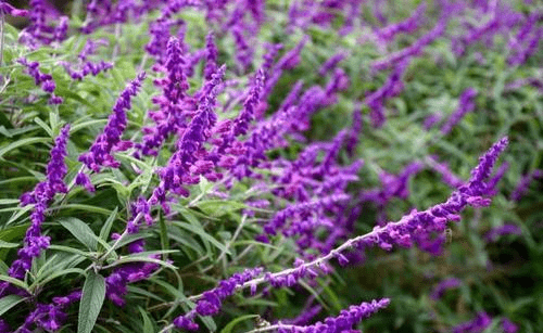 Bsg游戏官网 明天 8月13日