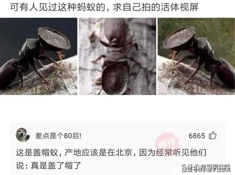 爆笑第6期：那些意想不到的大神評論。 搞笑整蠱 第10张