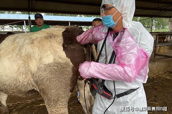 新款防水型牛用b超機k9檢測母牛懷孕效果更佳