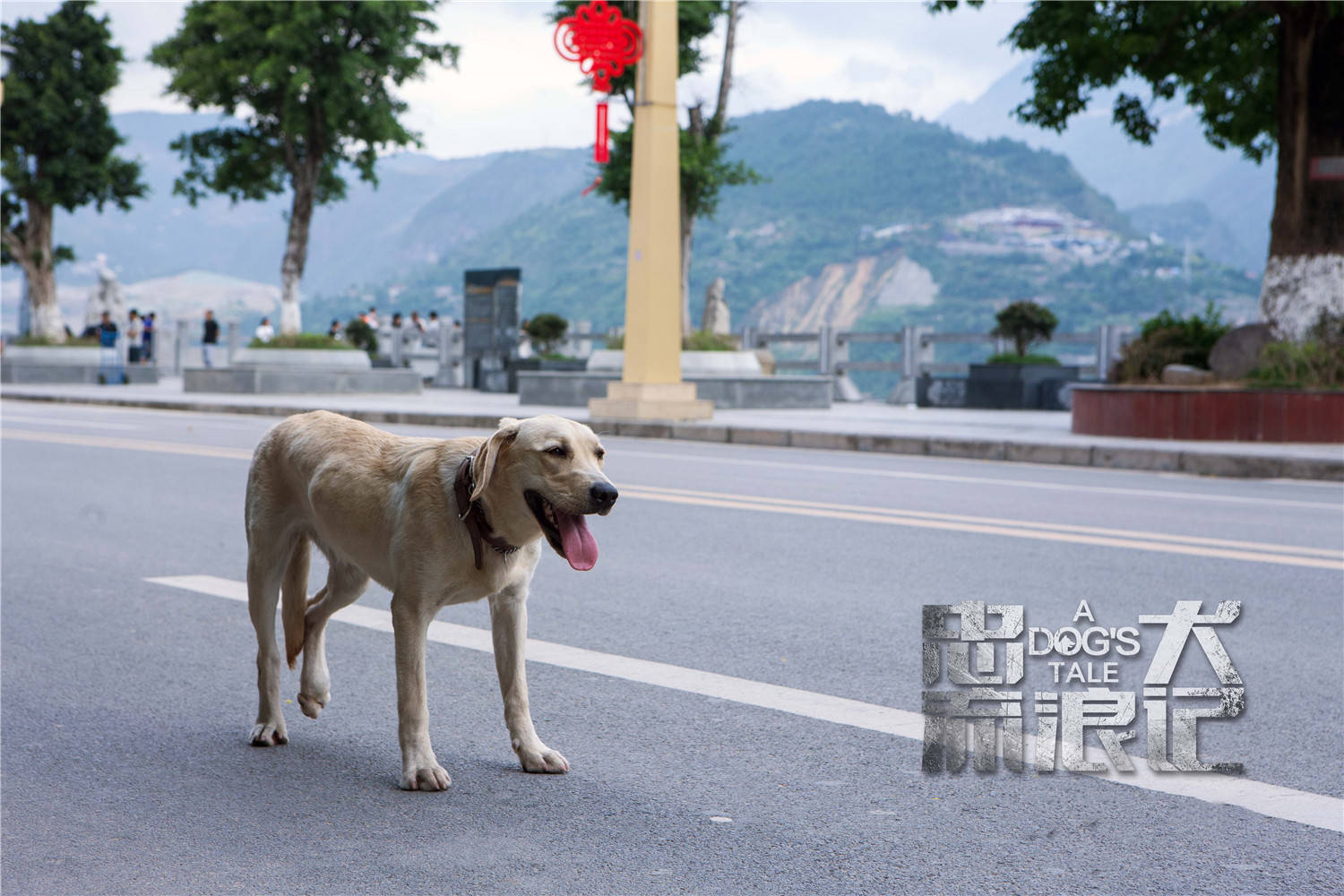 有梦就去圆 热血狗狗电影 忠犬流浪记 不仅仅是治愈情感 杨奇