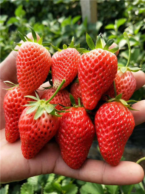 甜宝草莓又名奶油草莓特点介绍