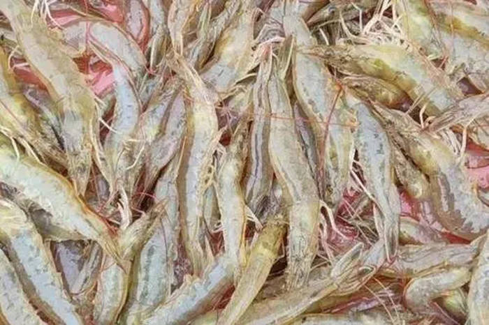 红体是南美白对虾对环境不适应所产生的一种生理现象,当遇到细菌感染