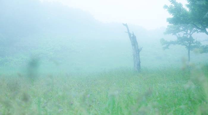 踩下“急刹车”小家电,年轻人扎堆的便利店是引流新抓手吗?-家电圈官网