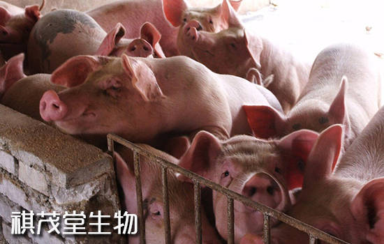 治疗|猪场遇到猪咳嗽泛滥的情况应该如何解决?预防和治疗猪气喘咳嗽用什么特效药?