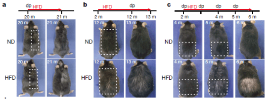 毛囊|肥胖真会引起脱发！Nature最新科研成果揭晓关键秘密……