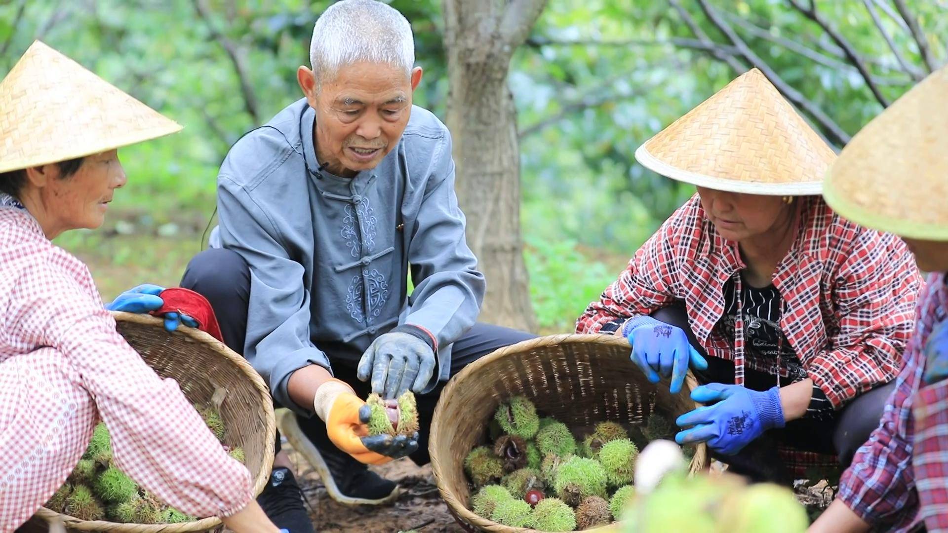 施甸:小板栗"玩转"大财富_种植
