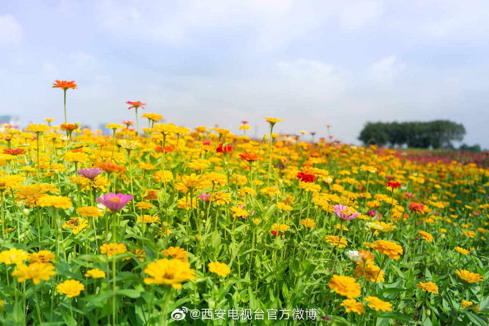 西安花海公园图片