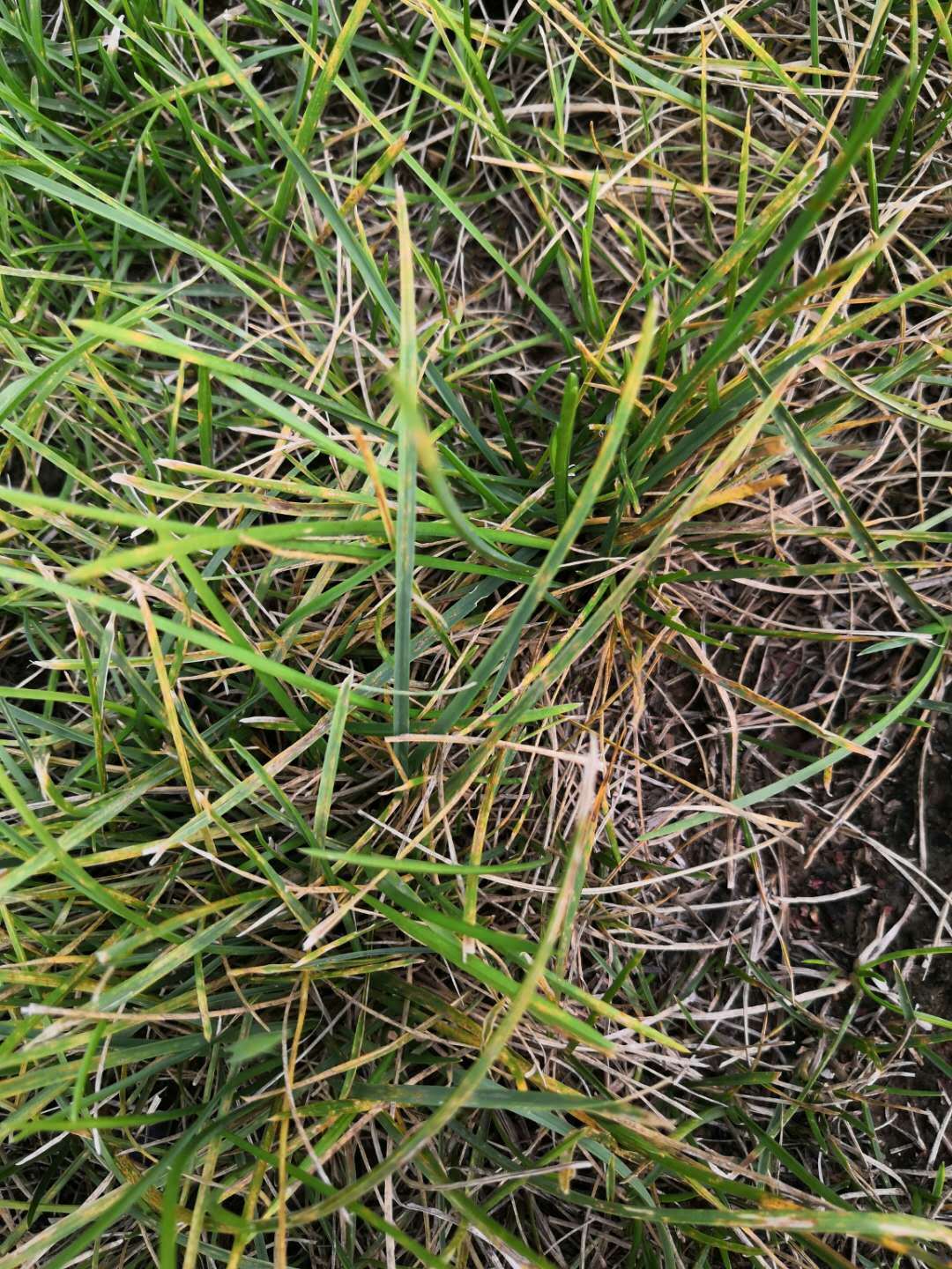 9月园林植物病虫害防治--9月份草坪播种和园林植物秋季施肥技术