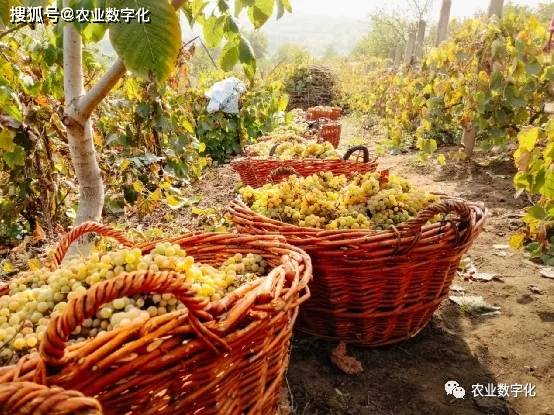 产业投资|华为的农业产业布局：不止猪联网，还有农业品质生产（莫塞尔）